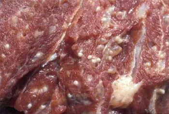 Leptospiroza de porci, omedvet