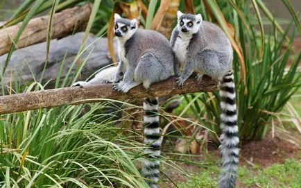 Lemuri ca animale de companie