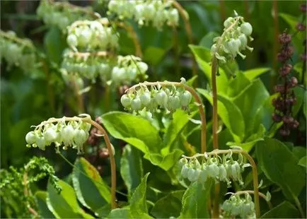 Noi tratăm remedii populare ovarului polichistic - uter Upland, perie roșie și alte plante aromatice,