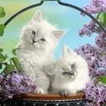 интерпретация Kitten мечта Ванга, Милър, Фройд, езотерична, Juno