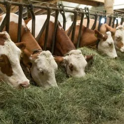 Хранене на крави сено и концентрати