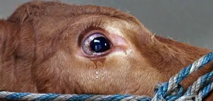 Vaca a scăpat din hambar, grajduri lacrimi amare de frică