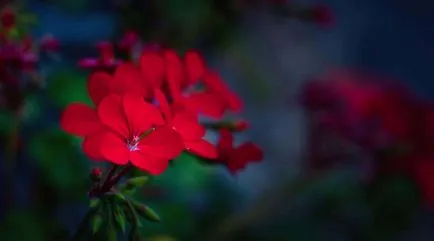 geranium Royal sau Pelargonium (45 poze) aristocrat în găteli