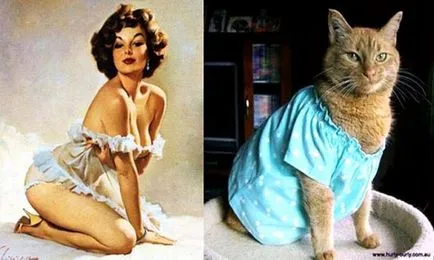 Macskák jelent pin-up lányok retro plakátok umkra