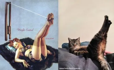 Macskák jelent pin-up lányok retro plakátok umkra