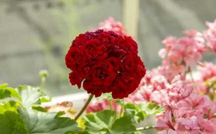 geranium Royal sau Pelargonium (45 poze) aristocrat în găteli