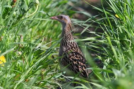 Дърдавец какво изскача птица Meadow