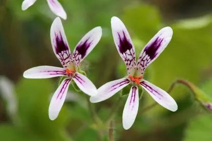 geranium Royal sau Pelargonium (45 poze) aristocrat în găteli