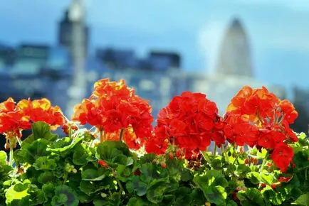 geranium Royal sau Pelargonium (45 poze) aristocrat în găteli