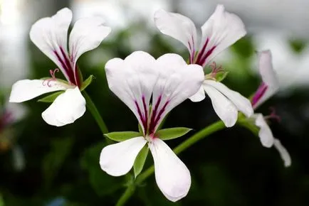 geranium Royal sau Pelargonium (45 poze) aristocrat în găteli