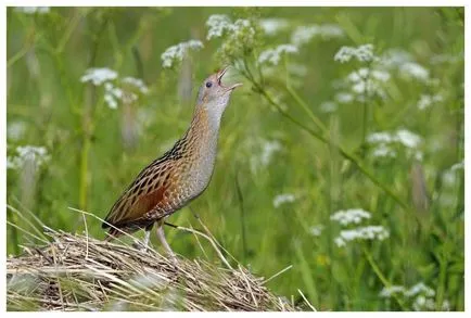 Дърдавец какво изскача птица Meadow