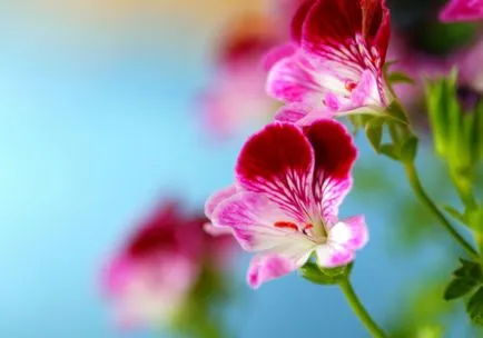 geranium Royal sau Pelargonium (45 poze) aristocrat în găteli