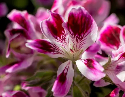 geranium Royal sau Pelargonium (45 poze) aristocrat în găteli