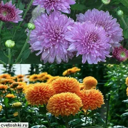 soiuri de crizantema coreene în fotografie, cultivarea semințelor de la plantare pentru îngrijirea