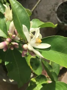 Citromfa, hogyan kell gondoskodni a citrom, virág álom