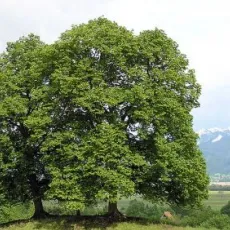 Plante căzătoare pe litera L