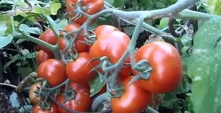 Cele mai bune soiuri de tomate descriere și fotografii