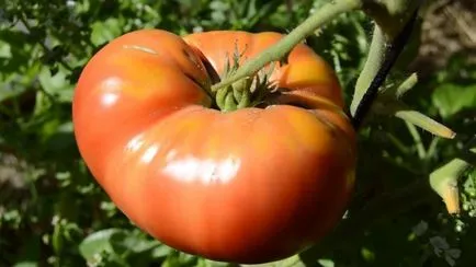 Cele mai bune soiuri de tomate descriere și fotografii