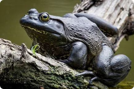 Frog народни предзнаменования поличби жаба