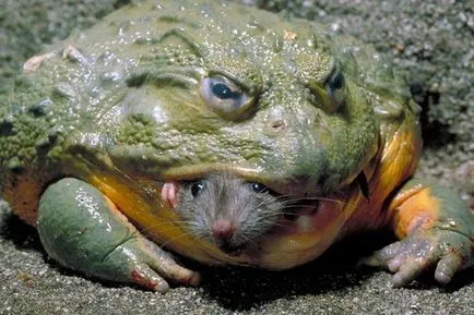 Frog народни предзнаменования поличби жаба