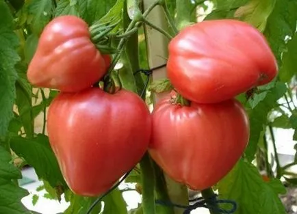 Cele mai bune soiuri de tomate descriere și fotografii