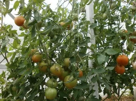 Cele mai bune soiuri de tomate descriere și fotografii