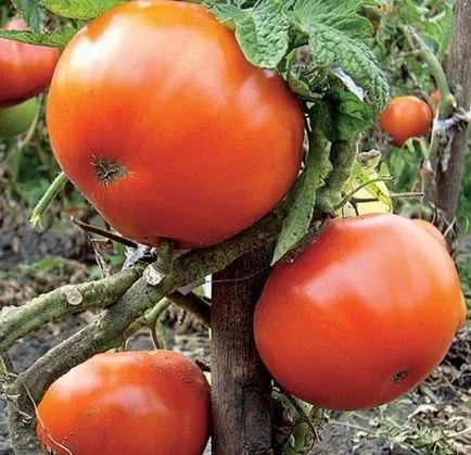 Cele mai bune soiuri de tomate descriere și fotografii