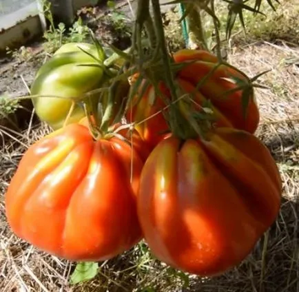 Cele mai bune soiuri de tomate descriere și fotografii