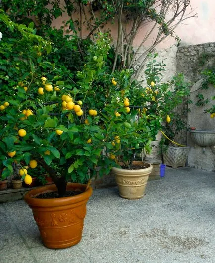 Lemon дърво, как да се грижим за лимон, цветя мечтаят