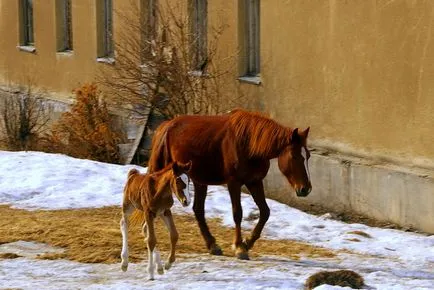 Малки жребчето снимки на живот от нула до една година, конен туризъм на езерото Байкал