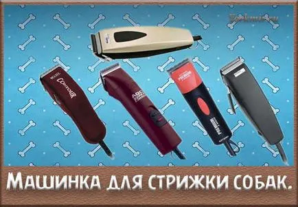 Clipper куче, как да се избират, ревюта