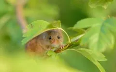 Mouse-copil, copil-șoarece (Micromys minutus) imagine, aspectul de dimensiunea descriere colorat