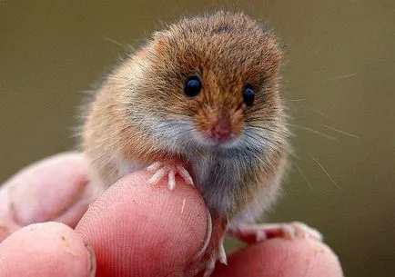 Egér-baby, baby-egér (Micromys minutus) kép megjelenése mérete színező leírás