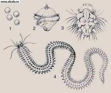 Metamorfozele Enciclopedia TSB