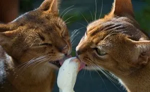 Сладолед за котки