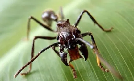 Ant-куршум - най-опасните в света мравката