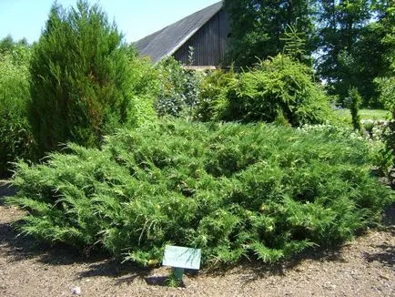 Juniperus Sabina - Descriere, de reproducere, de îngrijire, de plantare, fotografie, folosit în grădină, soiuri și specii