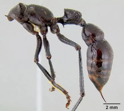 Ant-куршум - най-опасните в света мравката