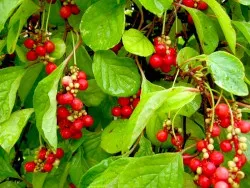 Тинктура Schisandra Chinensis полза и вреда, използването на