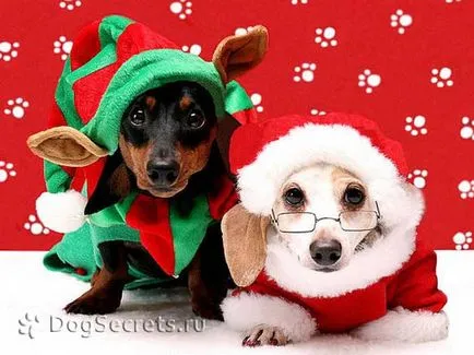 Коледни костюми за видове кучета, снимки