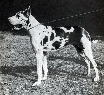 Great Dane în 1979 Naiman-lea, lea Nowotny