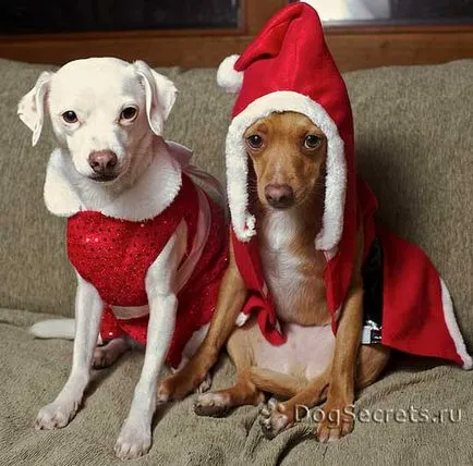 Коледни костюми за видове кучета, снимки
