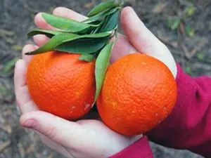 Metszés, az átültetést és szaporodását citrus