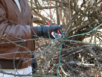 Tunderea cultură cireșe prune în primăvara, toamna, sistem de tăiere, ghid pas cu pas