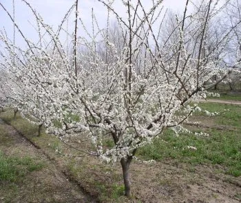 Tunderea cultură cireșe prune în primăvara, toamna, sistem de tăiere, ghid pas cu pas