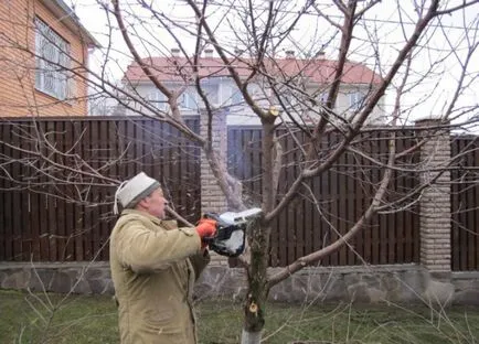 Metszés cseresznyeszilva ősszel és tavasszal, amikor megalakult a korona