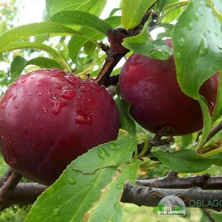 Tunderea corcoduș toamna - cum să obțineți o coroană frumoasă și o recoltă decentă