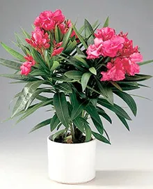 Oleander otthon