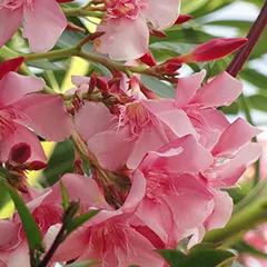 Oleander la domiciliu