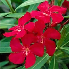 Oleander otthon